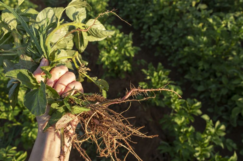 weed pulling