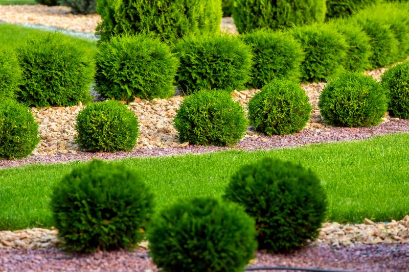 Rose Bush Planting in Honolulu, HI